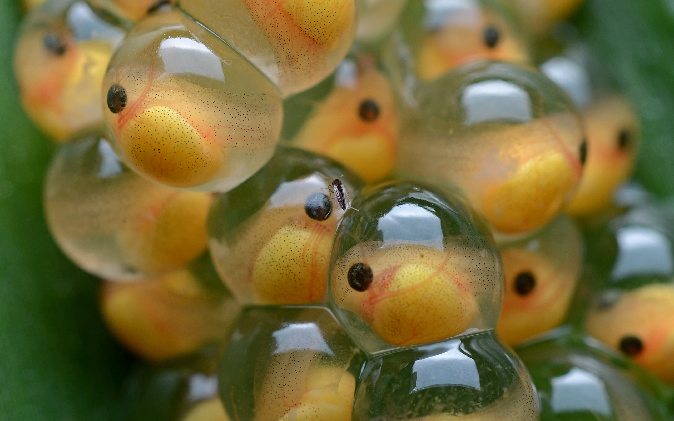 eggs, Macro Wallpaper