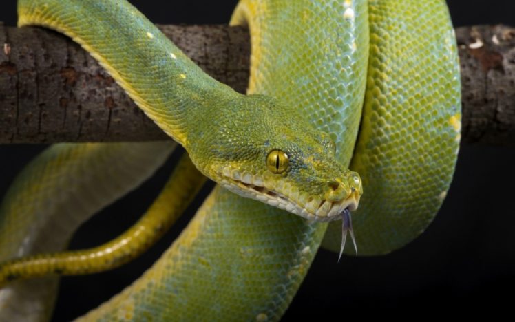 eyes, Scales, Tongue, Green, Snake HD Wallpaper Desktop Background