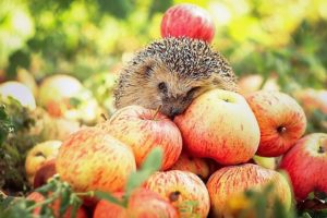 hedgehog, And, Apples