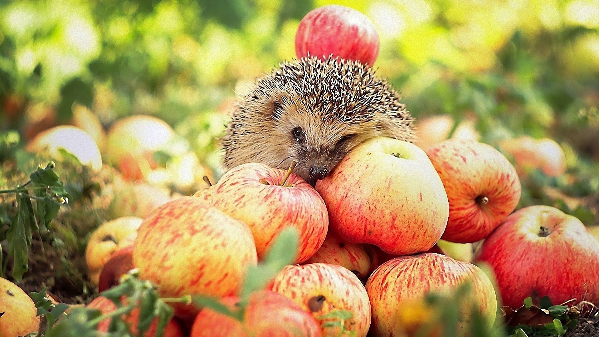 hedgehog, And, Apples Wallpaper