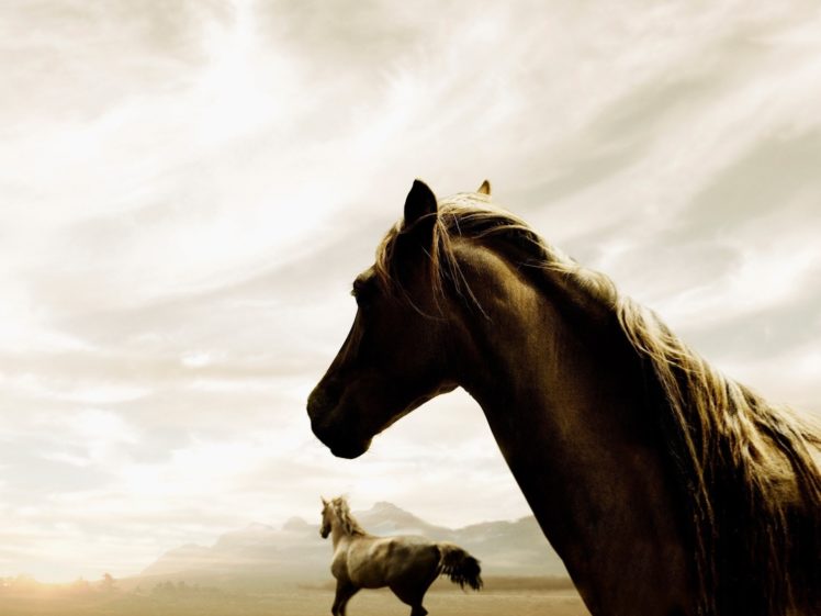 horses, Horse HD Wallpaper Desktop Background