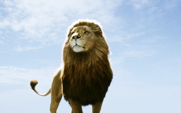 dawn, Animals, Lions, Skyscapes, Chronicles, Of, Narnia HD Wallpaper Desktop Background