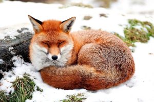 snow, Animals, Foxes
