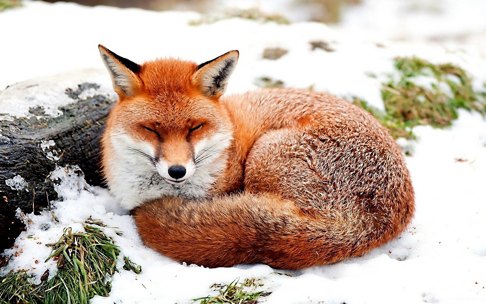 snow, Animals, Foxes Wallpaper