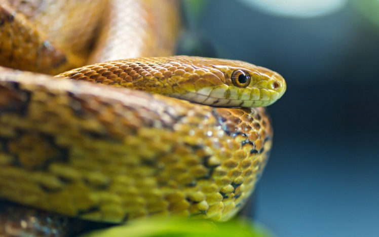 snakes, Macro, Snake, Eyes HD Wallpaper Desktop Background