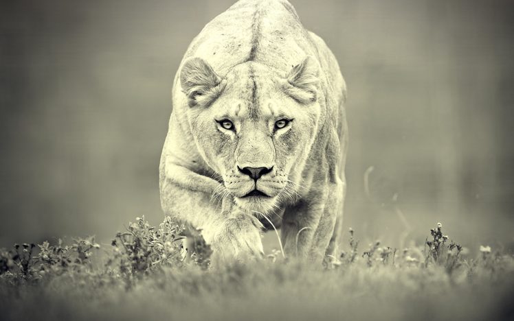 cats, Animals, Grayscale, Monochrome, Lions HD Wallpaper Desktop Background