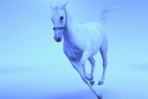 beauty, Animal, Horse, White, Beautiful, Cute