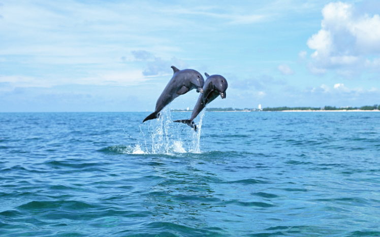 dolphins, Dolphin, Ocea, Sea, Drops HD Wallpaper Desktop Background