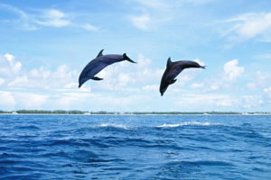 dolphins, Dolphin, Ocea, Sea, Drops