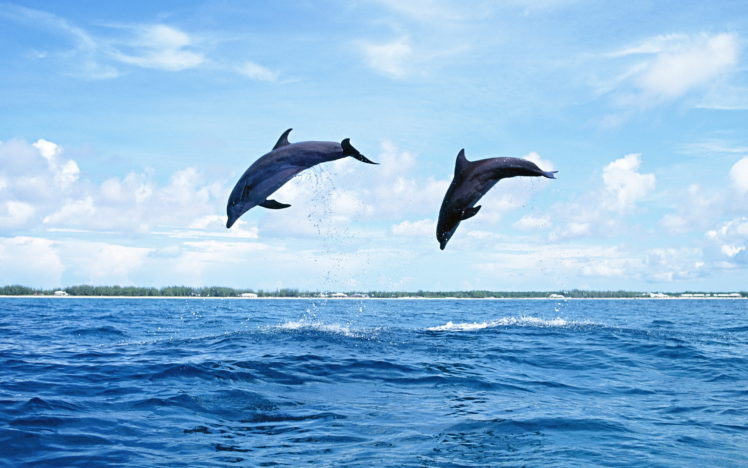 dolphins, Dolphin, Ocea, Sea, Drops HD Wallpaper Desktop Background