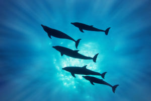 dolphins, Dolphin, Ocea, Sea, Underwater