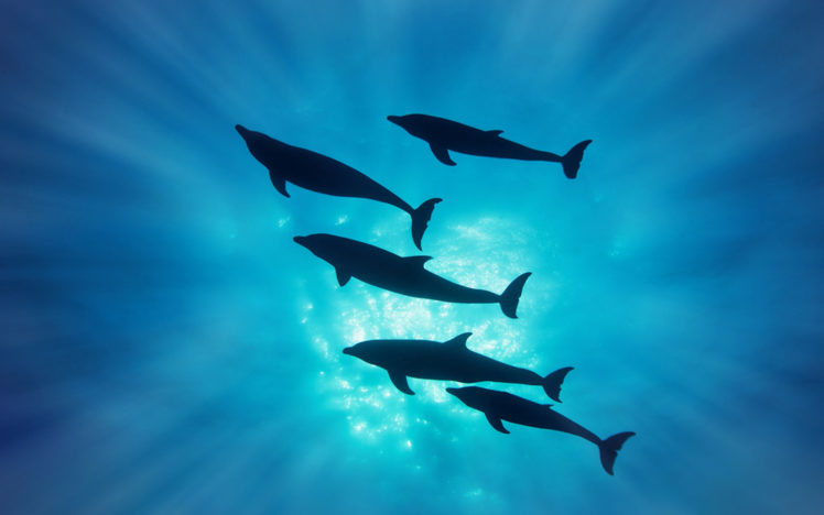dolphins, Dolphin, Ocea, Sea, Underwater HD Wallpaper Desktop Background