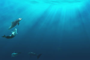 dolphins, Dolphin, Ocea, Sea, Underwater