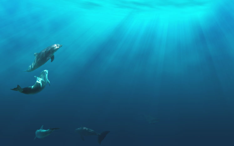 dolphins, Dolphin, Ocea, Sea, Underwater HD Wallpaper Desktop Background