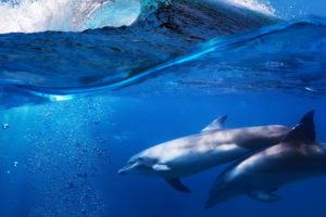 dolphins, Underwater, Ocean, Sea, Ocean, Dolphin