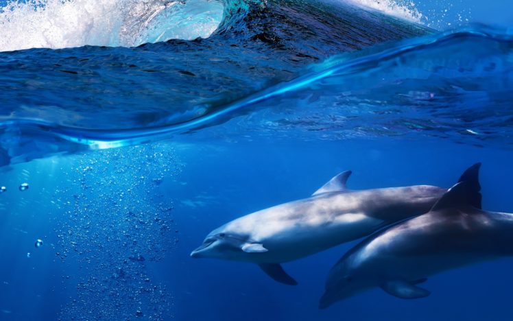dolphins, Underwater, Ocean, Sea, Ocean, Dolphin HD Wallpaper Desktop Background
