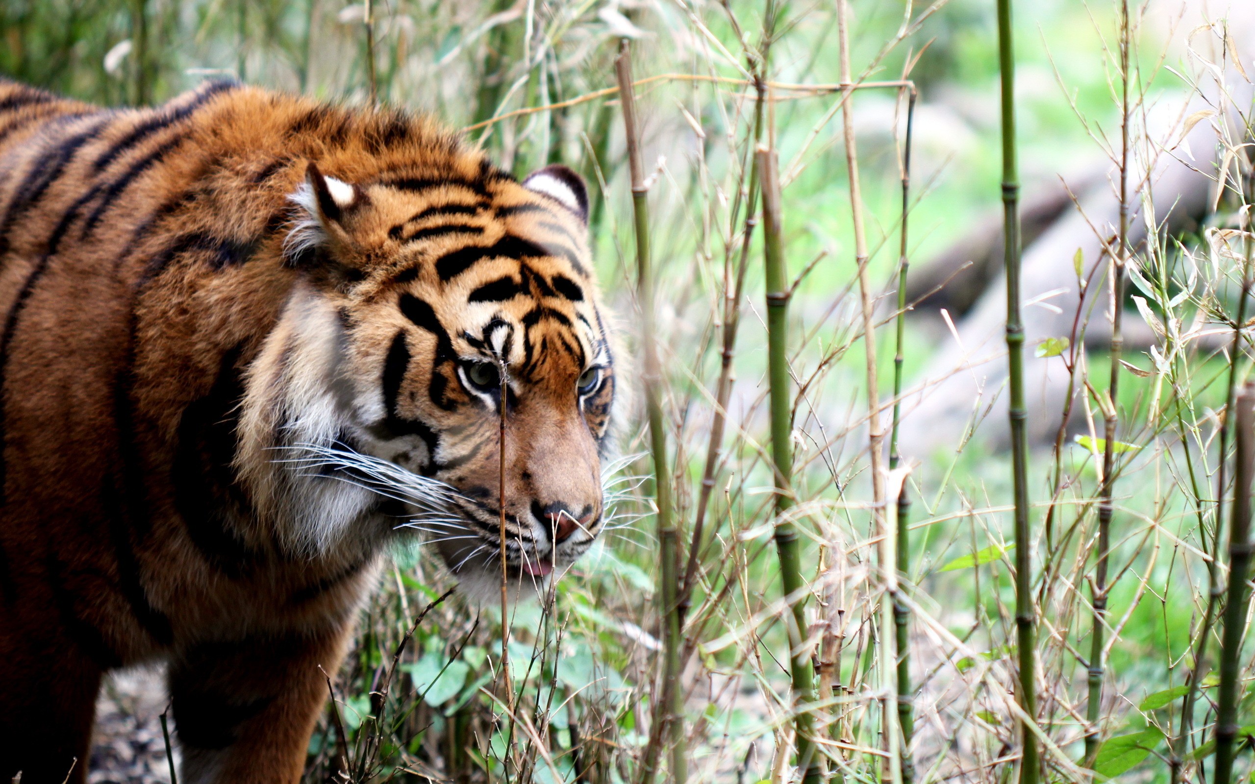 cats, Animals, Tigers Wallpaper