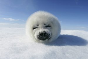 snow, Seals, Animals