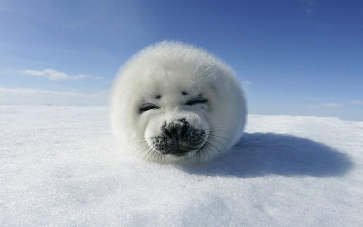 snow, Seals, Animals HD Wallpaper Desktop Background