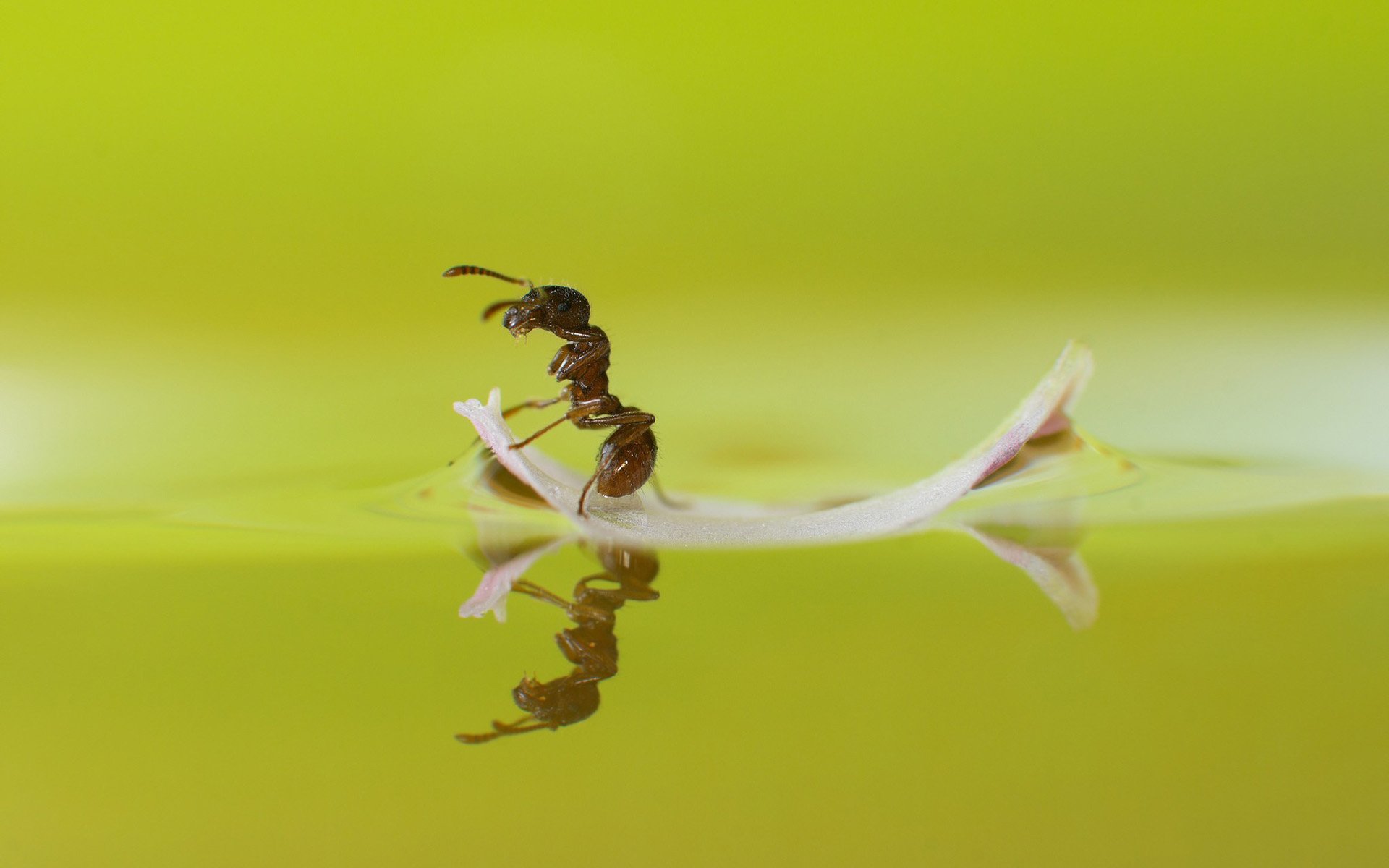 ant, Water, Macro Wallpaper