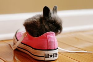 rabbit, In, The, Shoes, Cute, Animal