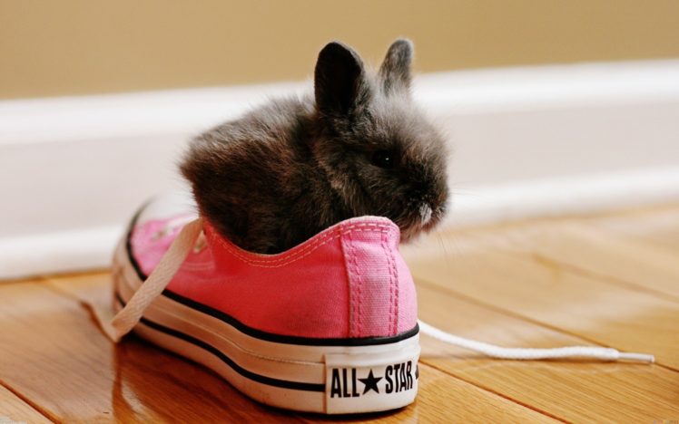rabbit, In, The, Shoes, Cute, Animal HD Wallpaper Desktop Background