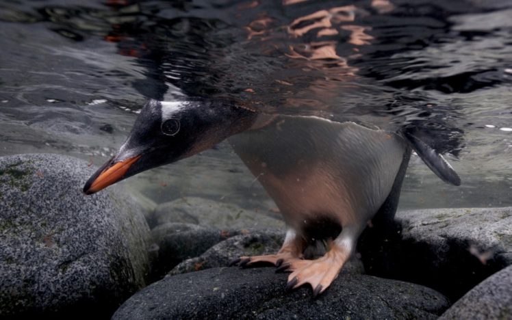 penguin, Of, Beak, Cute, Animal HD Wallpaper Desktop Background
