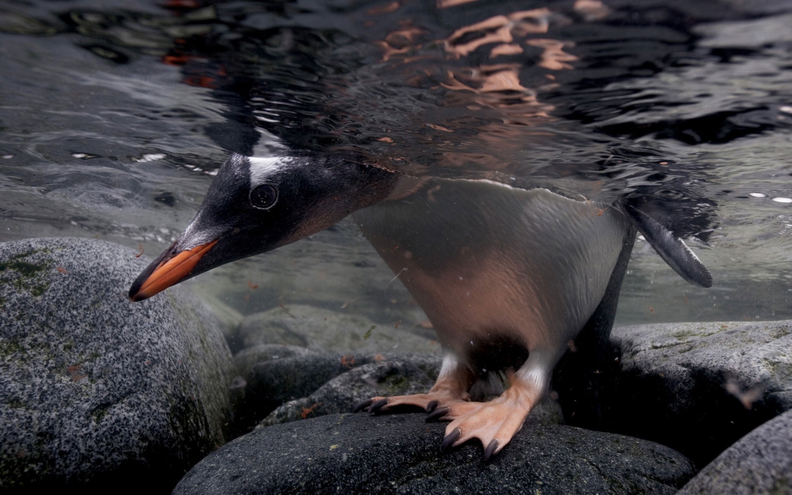 penguin, Of, Beak, Cute, Animal Wallpaper