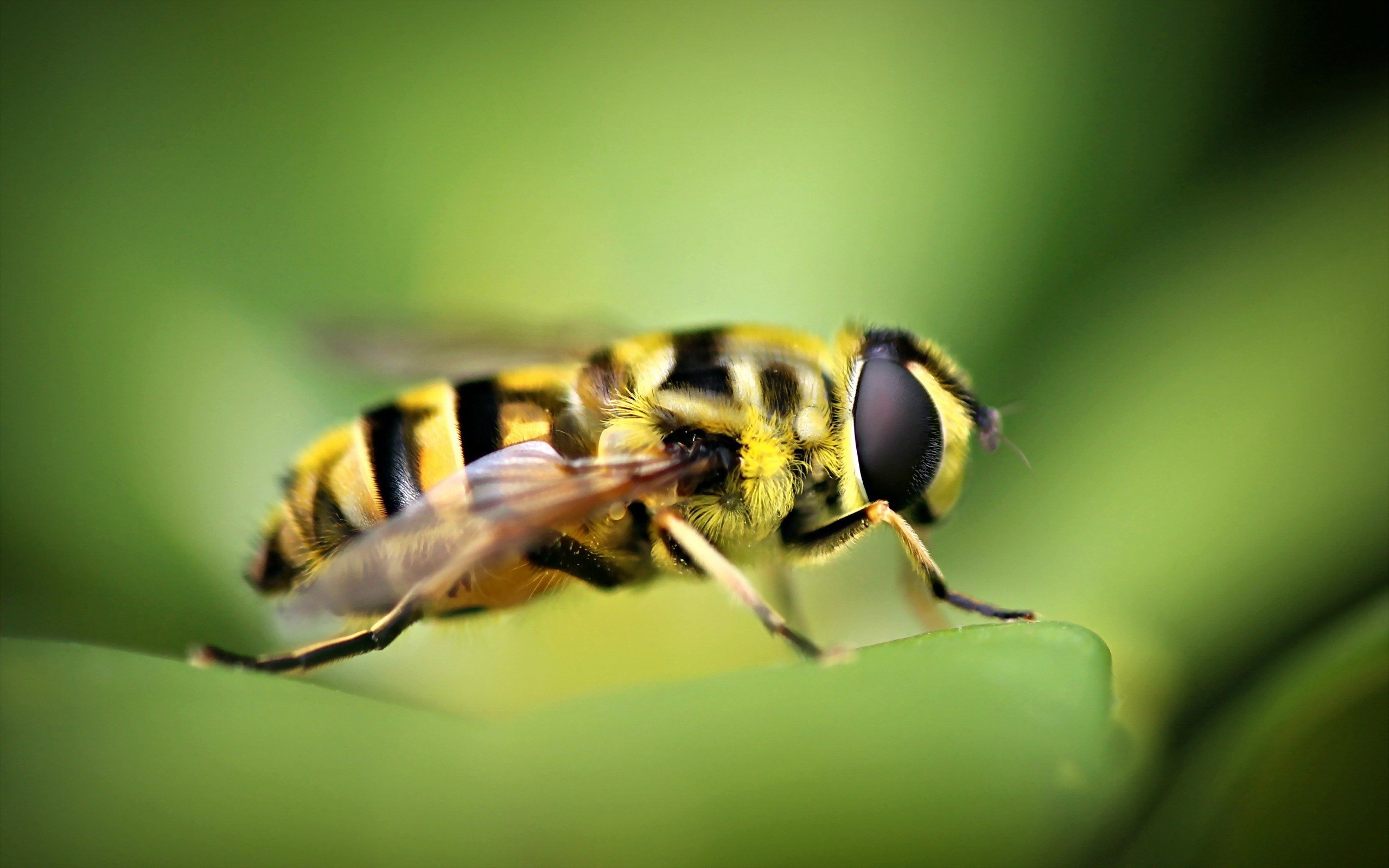 animal, Macro, Bee Wallpaper