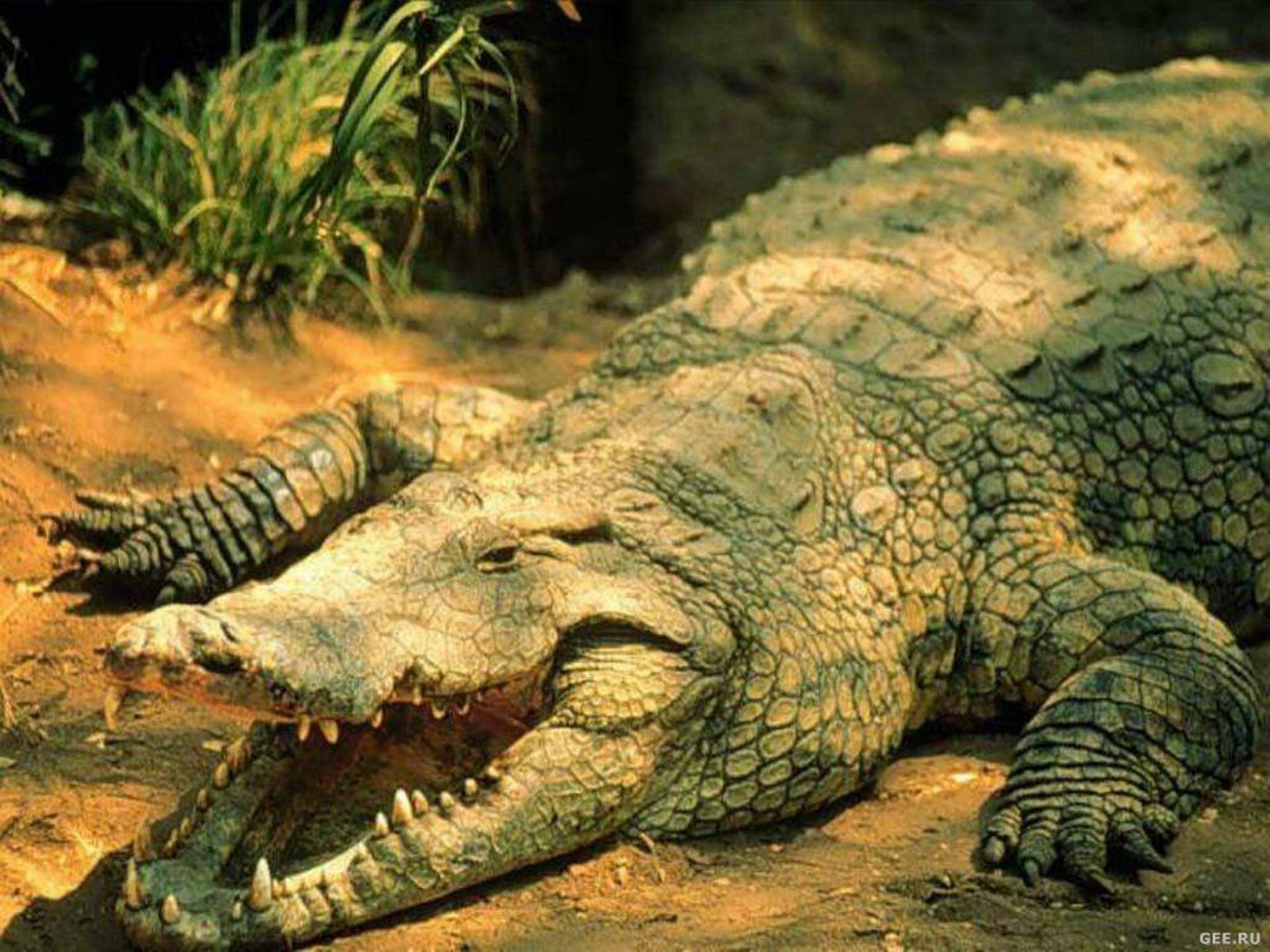cocodrilo, Australiano, Reptil Wallpaper
