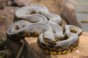 anaconda, Reptil