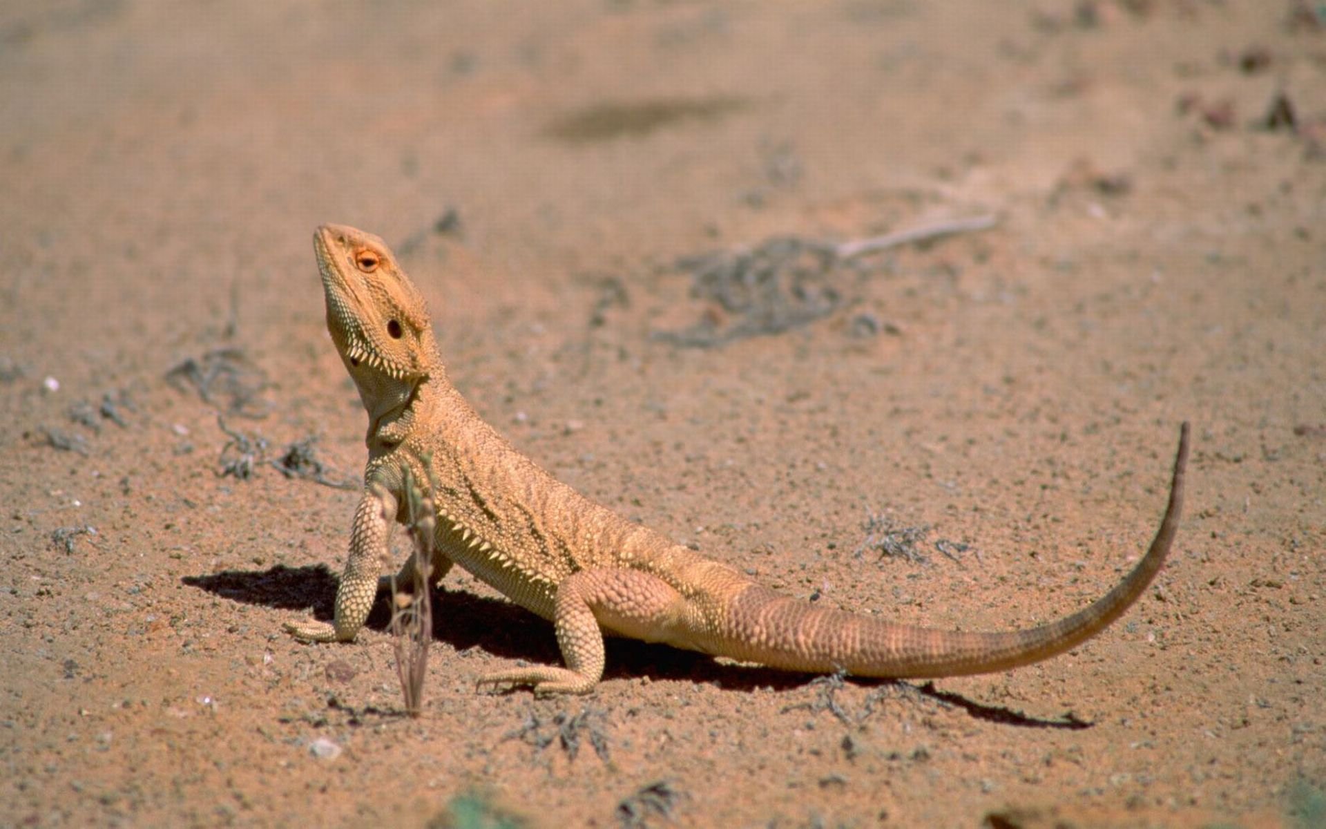 lagarto, Desierto Wallpaper