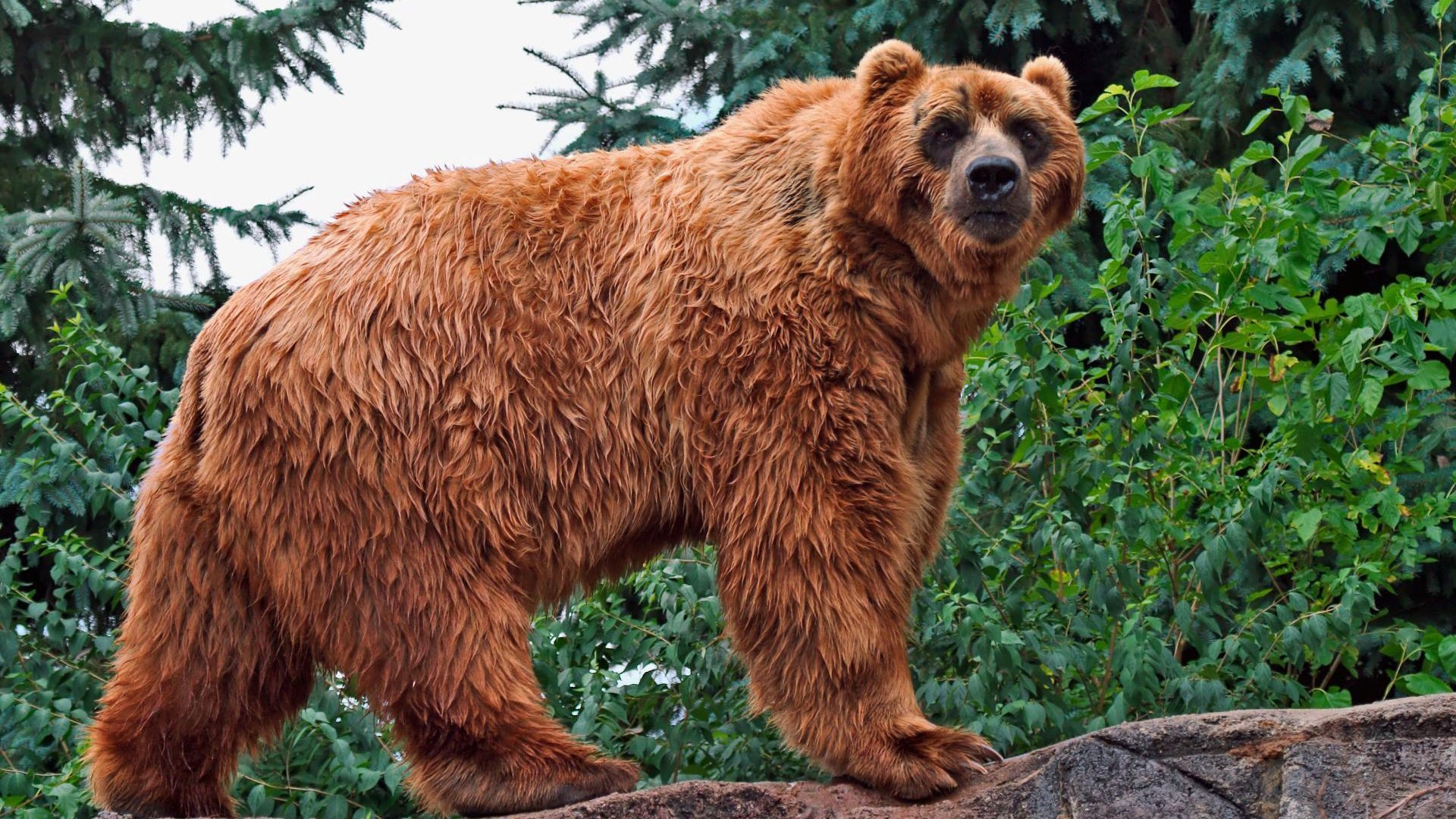 oso, Kodiak, Mamifero Wallpaper