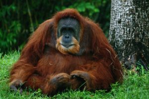 orangutan, Simio, Mamidero