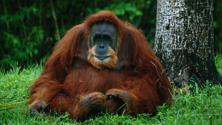 orangutan, Simio, Mamidero HD Wallpaper Desktop Background