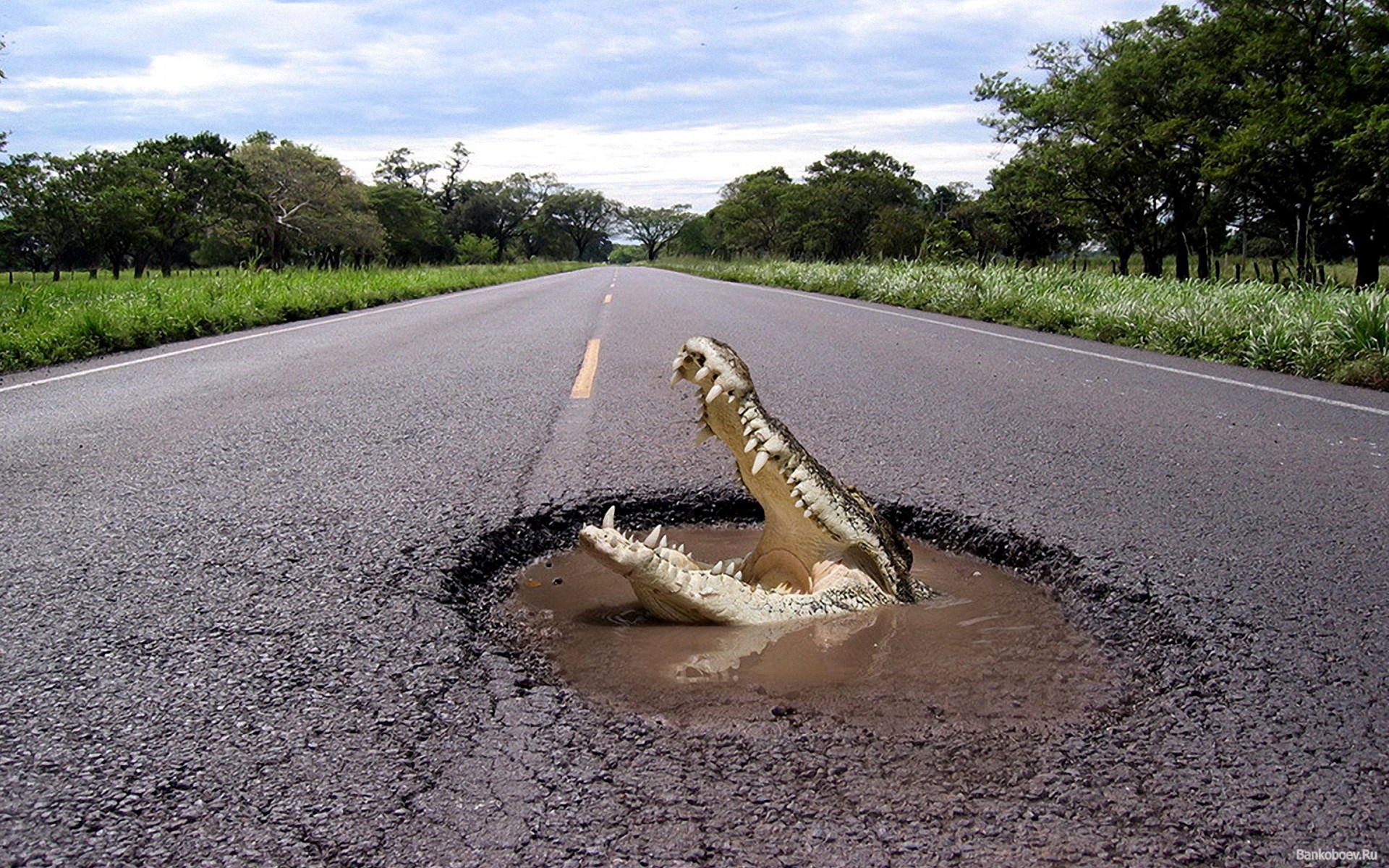 hole, Pot, Roads, Crocodiles Wallpaper