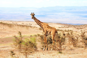 giraffe, Africa, Landscapes