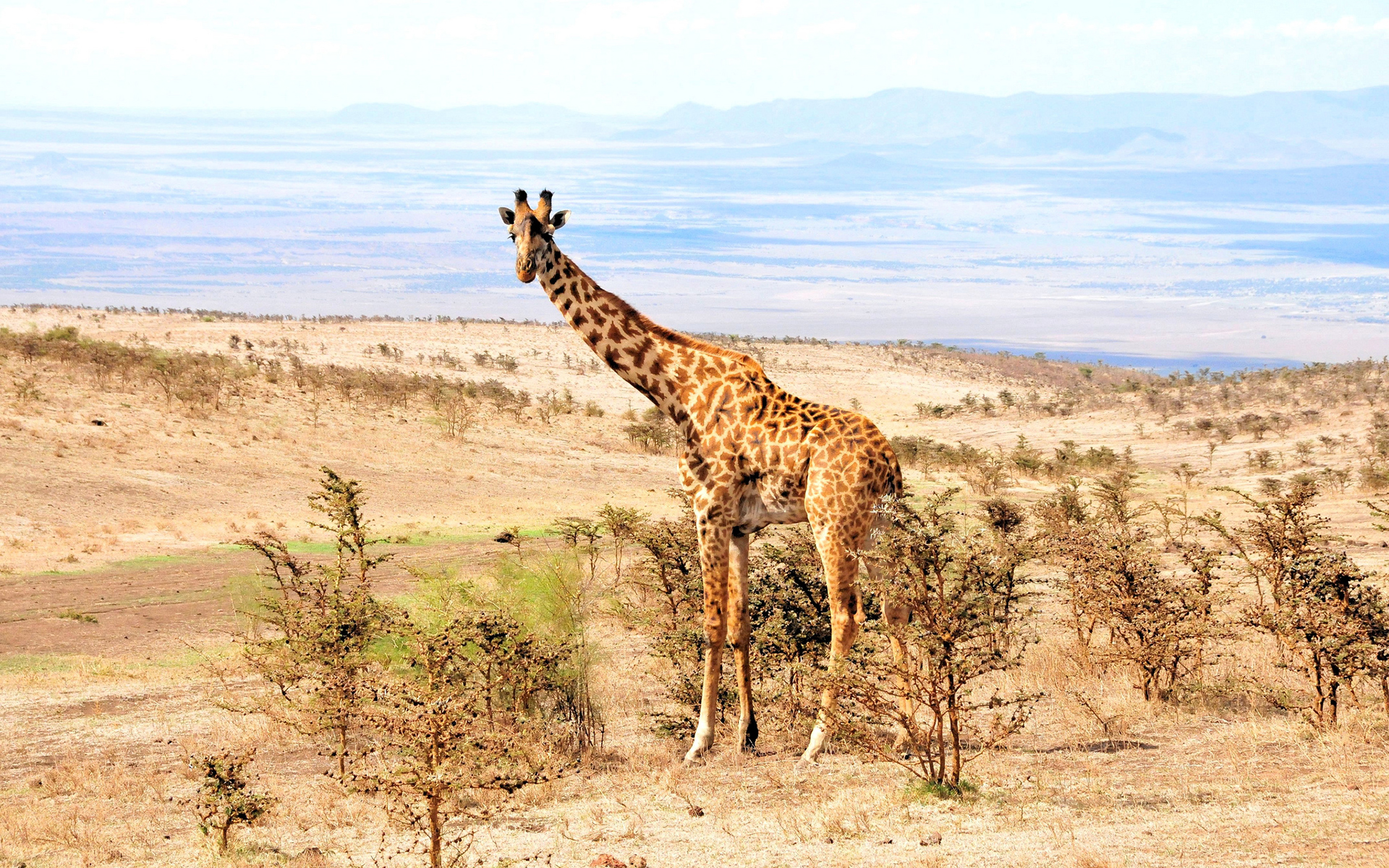 giraffe, Africa, Landscapes Wallpaper