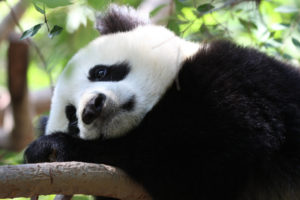 bored, Panda