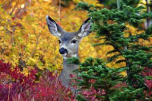autumn, Fall, Landscape, Nature, Tree, Forest, Leaf, Leaves, Deer