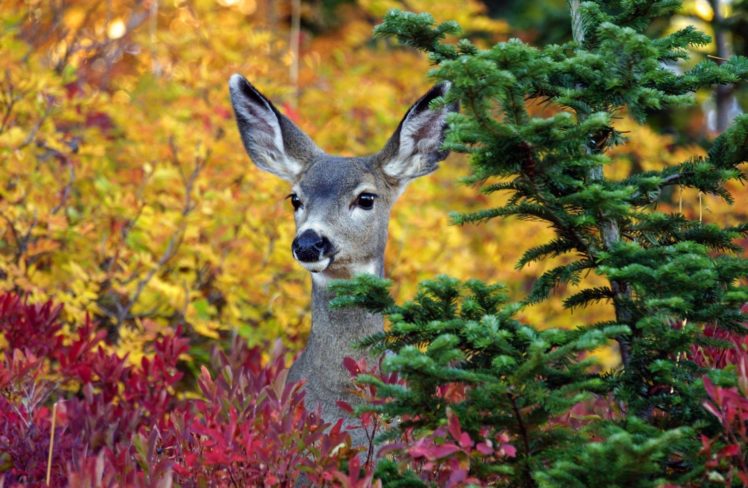 autumn, Fall, Landscape, Nature, Tree, Forest, Leaf, Leaves, Deer HD Wallpaper Desktop Background