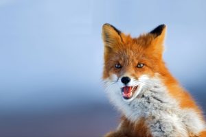 fox, Foxes, Face