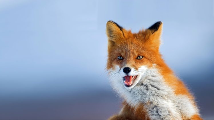 fox, Foxes, Face HD Wallpaper Desktop Background