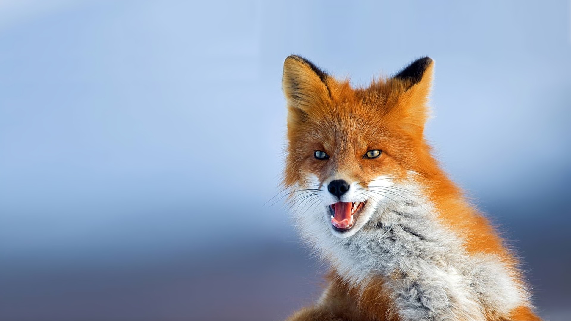 fox, Foxes, Face Wallpaper