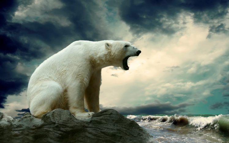 polar, Bear, Rock, Sea, Waves, Bears, Ocean HD Wallpaper Desktop Background