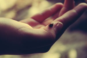 hand, Ladybird, Beetle, Beauty