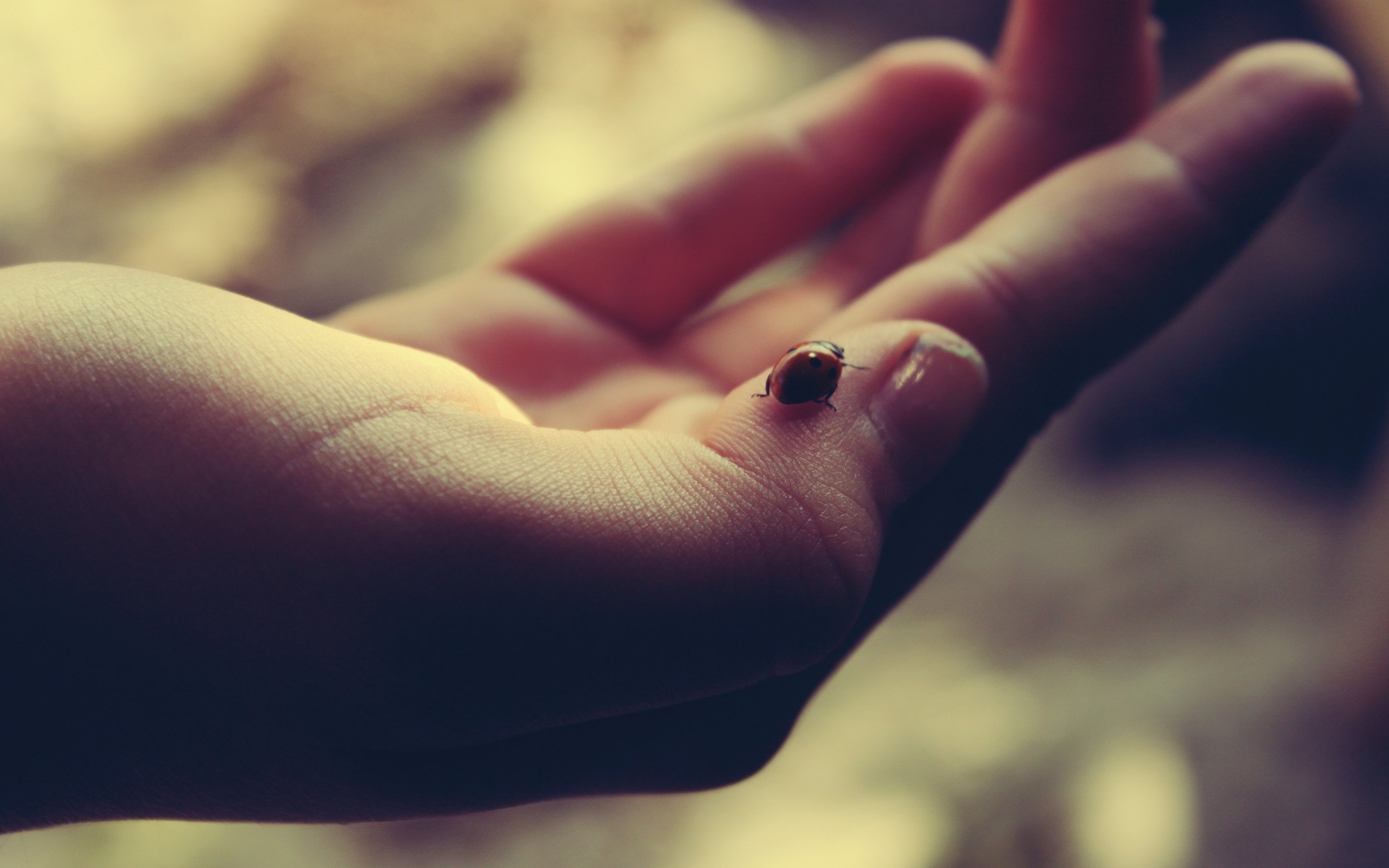 hand, Ladybird, Beetle, Beauty Wallpaper