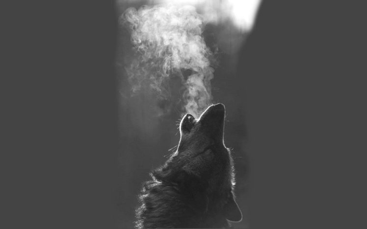wolf, Animal, Breath HD Wallpaper Desktop Background
