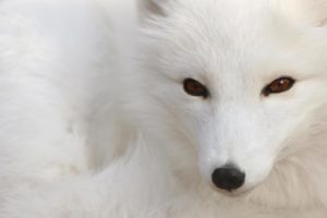 nature, Animals, Brown, Eyes, Beast, Arctic, Fox, Foxes