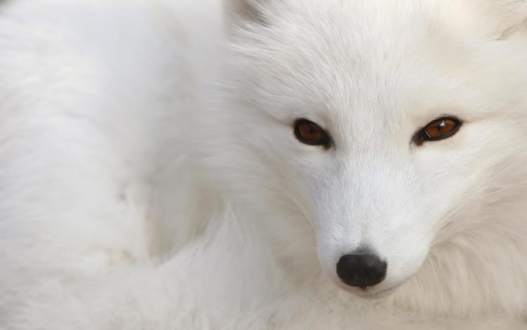 nature, Animals, Brown, Eyes, Beast, Arctic, Fox, Foxes HD Wallpaper Desktop Background